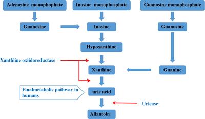 The Role of the Intestine in the Development of Hyperuricemia